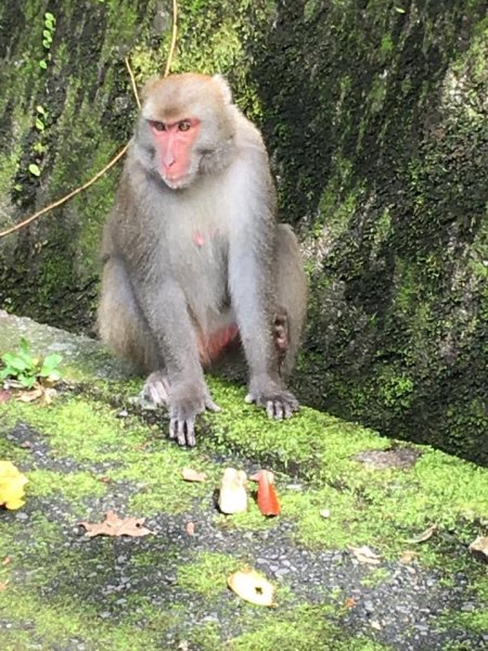 福山植物園2635099