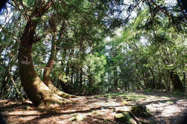 新竹 尖石 芝生毛臺山、虎禮山2903154