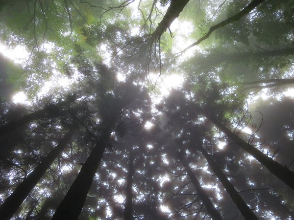 【新竹】觀霧迷幻森林：檜山巨木群步道1111965