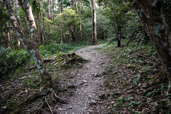 滿月圓森林步道2870086