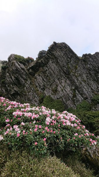 合歡山五座百岳賞杜鵑花587081