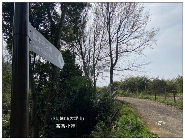 小北埔山、茶香小徑、櫻木花之道連走2759722