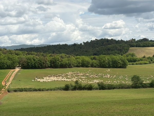 Via Francigena D3: monteriggioni-siena3072813