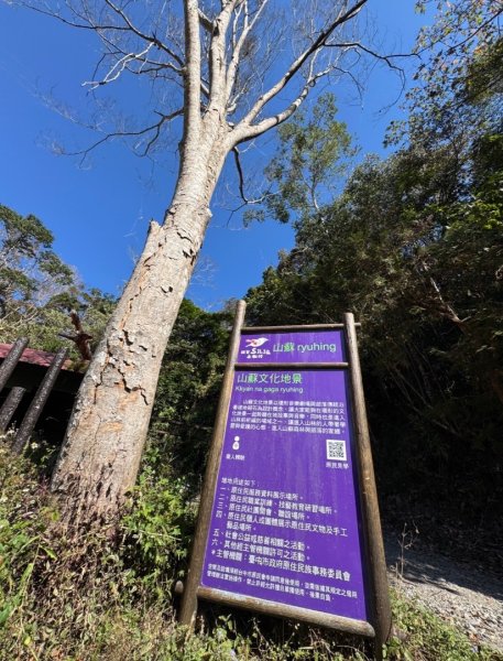 雪山坑登山步道尋巨人2978414