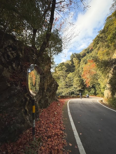 鳶嘴稍來步道賞楓季 ，大雪山門票優惠到12/31！2969578