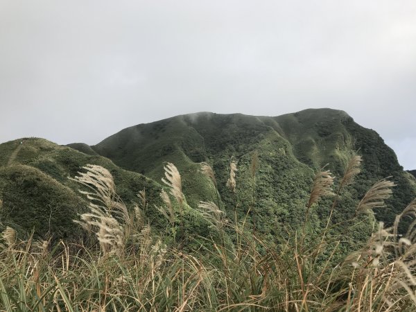 11.24桃源谷+草嶺古道 賞芒花看草原765349