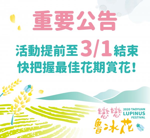 【新聞】「2020戀戀魯冰花」活動將提早至3月1日結束，快把握最佳花期賞花！