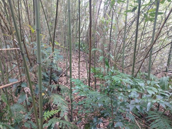 新店小獅山訪11座涼亭縱走待老坑山尋山頭902174