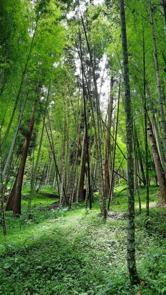 《嘉義》悠晃水社寮｜四大天王山步道O繞202207101759191
