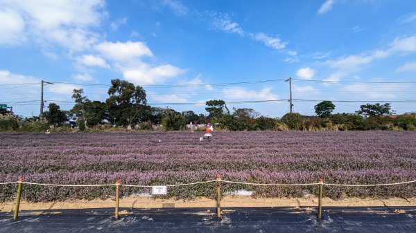 桃園仙草嘉年華,富岡老街2362169