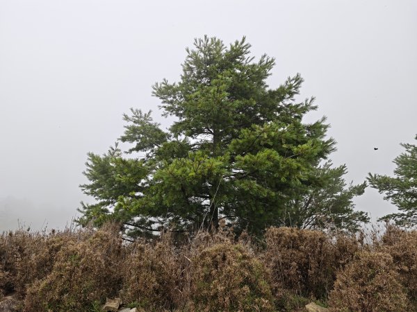 [山海圳_聖山之路_第二段4/4] 2026_0802 菊池氏龜殼花 (聖山之路國寶蛇)3109268
