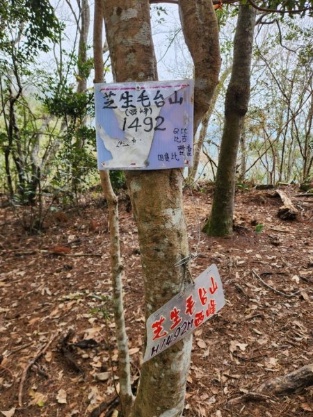 【中級山】芝生毛台山，芝生毛台山西峰，秀巒軍艦岩，屯野生步道，屯野生砲台2745131