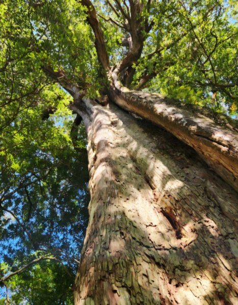 【中級山】插天山的奇幻世界，赫威山，赫威神木群步道2741289