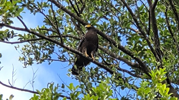 新北近郊小而美的賞景好路線野柳駱駝峰玉田古道O型2897873