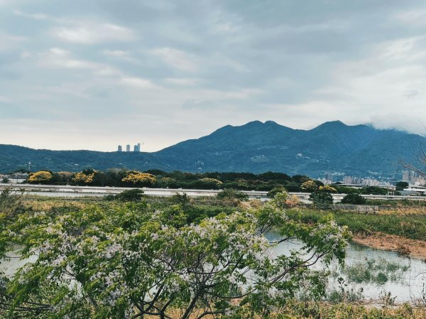 2023 臺北大縱走 8：捷運關渡站至華江雁鴨自然公園(上)2079505