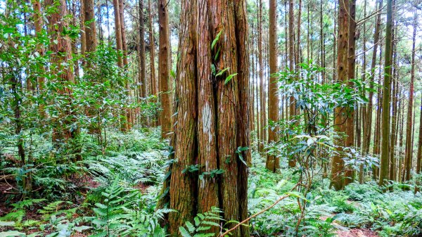油羅山(一上三下)2959183