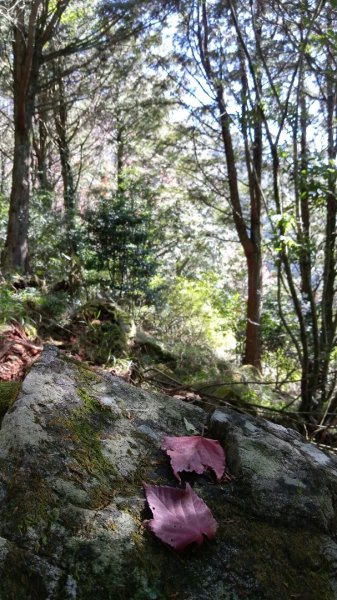 鳶嘴稍來賞楓行663208