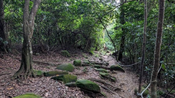 飛鳳山步道3118561