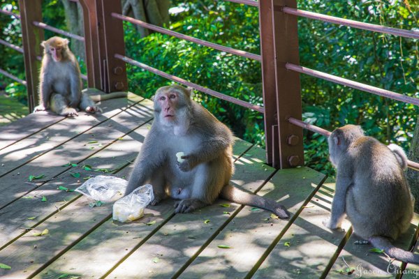 [高雄]壽山遊猴群動物園2580354