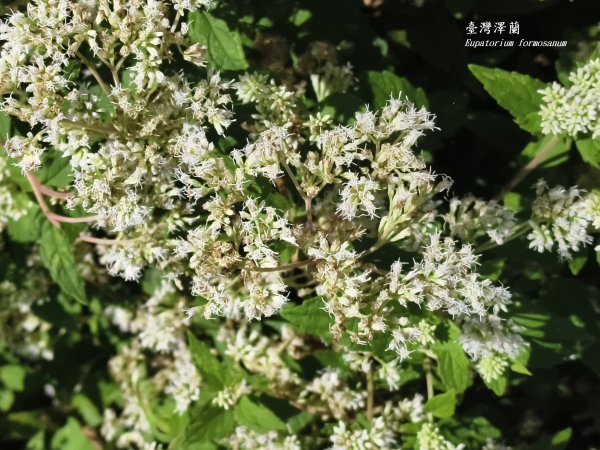 [百山百鳥尋旅-11/15] 2025_0927 大屯主峰-連峰步道_二子坪步道2899542