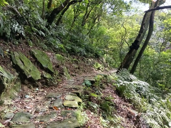 汐止區大尖山櫻花+秀峰瀑布O型3009358