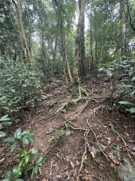 20251108白雲山步道2935202