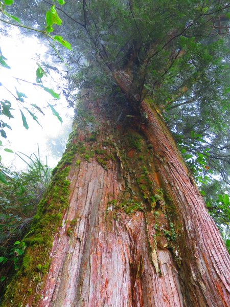 【新竹】觀霧迷幻森林：檜山巨木群步道1111941