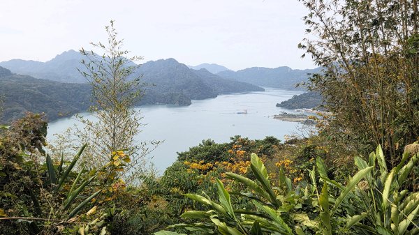 桃園復興枕頭山及薑母島偶遇穿山甲的悠閒O型走2984238