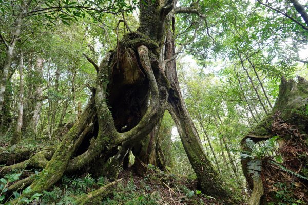 新北 烏來 山車廣山、檜山2567386