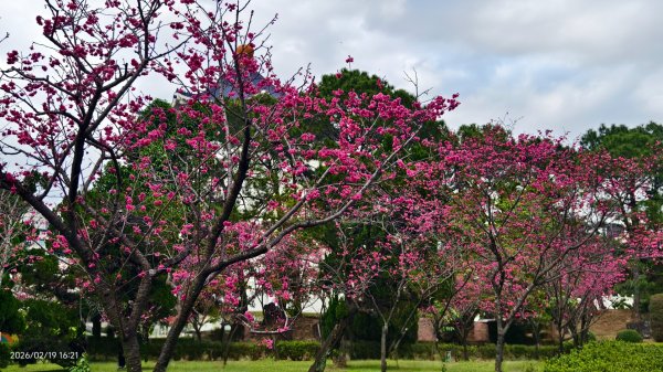 #虎山  #101大樓  #國父紀念館 #河津櫻 #中正紀念堂 2/193002709