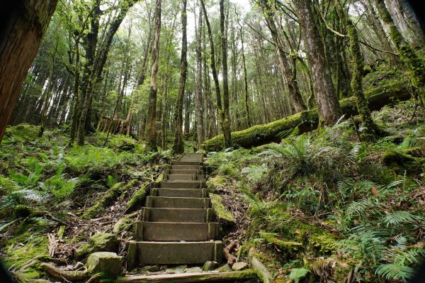 台中 和平 南松鶴山、八仙山、東松鶴山2877974