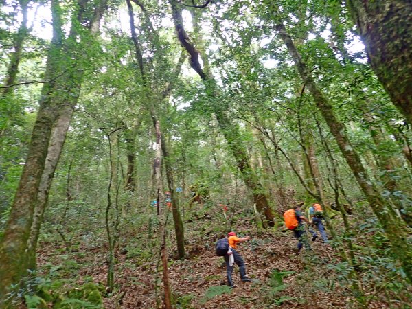 南橫登新望嶺山 2019/01/27513058