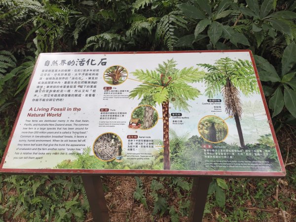 [百山百鳥尋旅-09/15] 2025_0920 滿月圓國家森林遊樂區步道群2893065