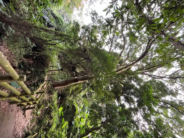 20231024_新竹飛龍健行步道（森遊竹縣）2762920