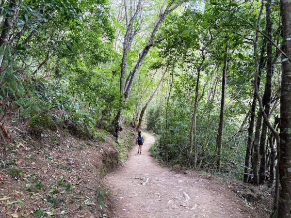 司馬庫斯巨木群登山步道2862143