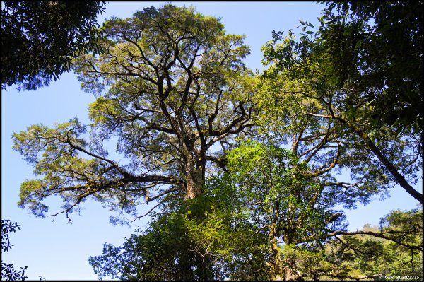 全台最大的紅檜森林 ~ 拉拉山巨木群885603