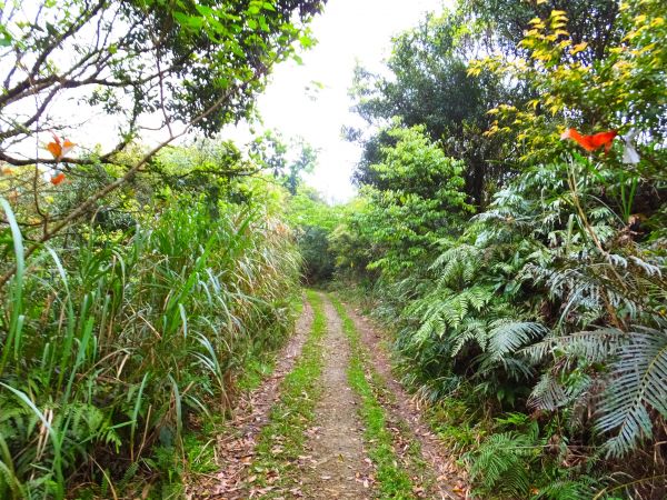 【宜蘭礁溪】烘爐地山步道 探桶後溪源頭300343