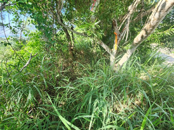 20250921學田山王田山大肚山大尖山竹坑山2928486