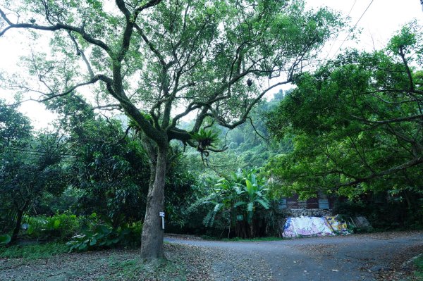 新北 三峽 金敏子山、詩朗山、塞口坑山、內金敏山2565594