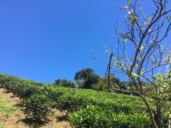 熊空茶園、西熊空山2293085