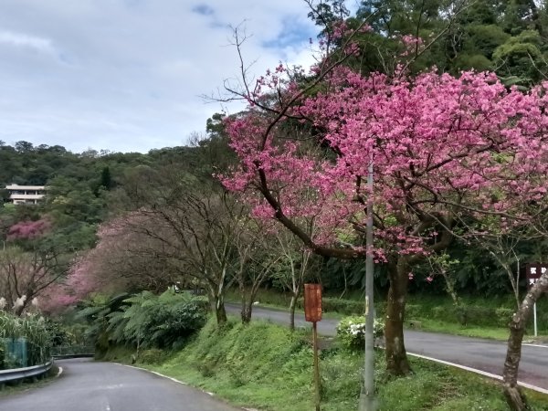 汐止區大尖山櫻花+秀峰瀑布O型3009421