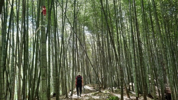 《南投》溪頭三秀｜溪頭山竹崙山志騰山O繞樟仔林林道202509212893457