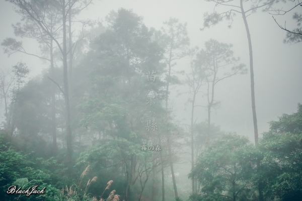三義霧の森260944