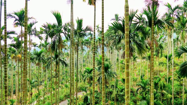 華山小天梯,情人橋2948590