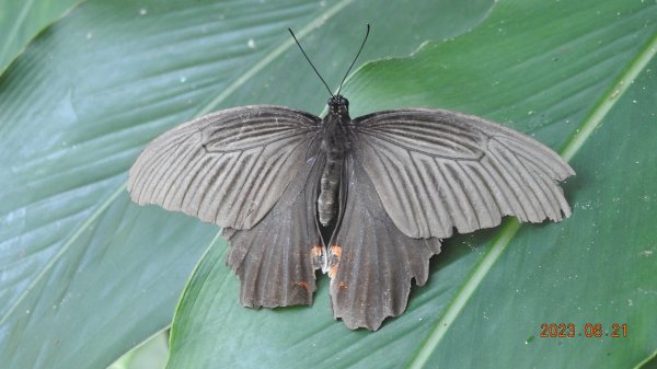 雲山水花鳥蝶-天龍國阿伯的日常6/21&22燕巢親子餵食秀2190476