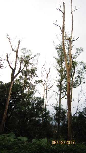 礁溪 - 聖母步道  煙雨故人來 ... 222691