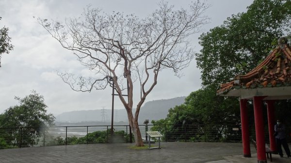 大溪晃晃(老街,御成古道,齋明寺古道,小角仔古道,田心子古道,街口溪步道)1891737