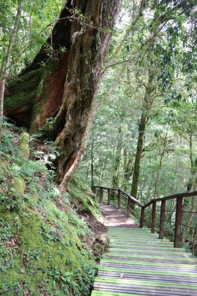 〔桃園復興〕拉拉山巨木，史詩級魔幻森林，75公頃紅檜 扁柏森林浴2237070