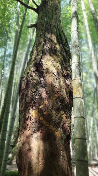 《南投》溪頭三秀｜溪頭山竹崙山志騰山O繞樟仔林林道202509212893465