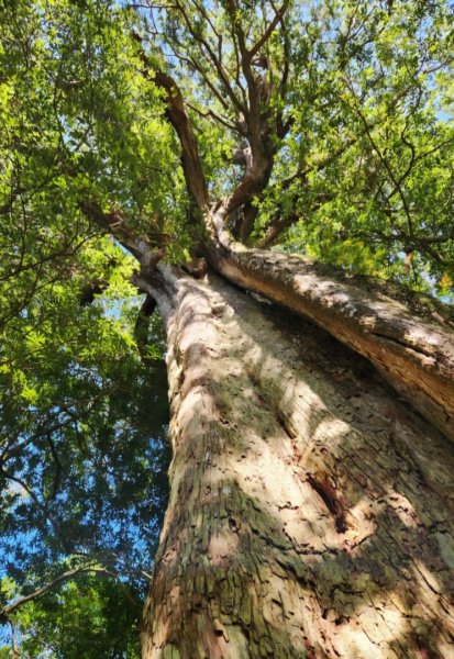 【中級山】插天山的奇幻世界，赫威山，赫威神木群步道2741299